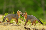 wildlife;Fox;Gray-Fox;Urocyon-cinereoargenteus;Kit;Pup;Grey;fight;fighting;Littleton;NH;D5;2016