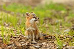 wildlife;Fox;Gray-Fox;Urocyon-cinereoargenteus;Kit;Pup;Grey;Grass;Littleton;NH;D5;2016