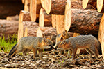 wildlife;Fox;Gray-Fox;Urocyon-cinereoargenteus;Kit;Pup;Grey;Kissing;Logs;Littleton;NH;D5