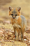 wildlife;Fox;Gray-Fox;Urocyon-cinereoargenteus;Kit;Pup;Grey;Sand;Littleton;NH;D5;2016