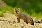 wildlife;Fox;Gray-Fox;Urocyon-cinereoargenteus;Kit;Pup;Grey;Sand;Littleton;NH;D5;2016