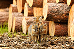 wildlife;Fox;Gray-Fox;Urocyon-cinereoargenteus;Kit;Pup;Grey;Kissing;Logs;Littleton;NH;D5