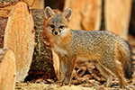 wildlife;Fox;Gray-Fox;Urocyon-cinereoargenteus;Kit;Pup;Grey;log;Littleton;NH;D5;2016