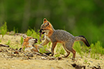 wildlife;Fox;Gray-Fox;Urocyon-cinereoargenteus;Kit;Pup;Grey;fight;fighting;Littleton;NH;D5;2016