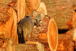 wildlife;Fox;Gray-Fox;Urocyon-cinereoargenteus;Kit;Pup;Grey;log;Littleton;Sunset;NH;D5;2016