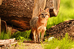 wildlife;Fox;Gray-Fox;Urocyon-cinereoargenteus;Grey;log;Littleton;Sunset;NH;D5;2016