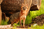 wildlife;Fox;Gray-Fox;Urocyon-cinereoargenteus;Grey;log;Littleton;Sunset;NH;D5;2016