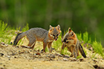 wildlife;Fox;Gray-Fox;Urocyon-cinereoargenteus;Kit;Pup;Grey;fight;fighting;Littleton;NH;D5;2016