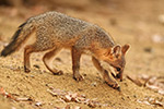 wildlife;Fox;Gray-Fox;Urocyon-cinereoargenteus;Kit;Pup;Grey;Sand;Littleton;NH;D5;2016