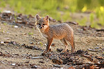 wildlife;Fox;Gray-Fox;Urocyon-cinereoargenteus;Kit;Pup;Grey;Sand;Littleton;NH;D5;2016