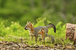 wildlife;Fox;Gray-Fox;Urocyon-cinereoargenteus;Kit;Pup;Grey;Grass;Littleton;NH;D5;2016