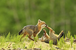 wildlife;Fox;Gray-Fox;Urocyon-cinereoargenteus;Kit;Pup;Grey;fight;fighting;Littleton;NH;D5;2016