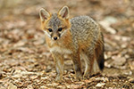 wildlife;Fox;Gray-Fox;Urocyon-cinereoargenteus;Kit;Pup;Grey;Grass;Littleton;NH;D5;2016