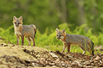 wildlife;Fox;Gray-Fox;Urocyon-cinereoargenteus;Kit;Pup;Grey;Grass;Littleton;NH;D5;2016