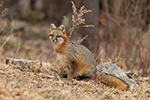 wildlife;Fox;Gray-Fox;Urocyon-cinereoargenteus;Grey;Woods;Easton;NH;D5;2018