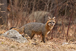 wildlife;Fox;Gray-Fox;Urocyon-cinereoargenteus;Grey;Woods;Easton;NH;D5;2018