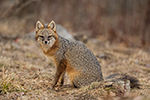 wildlife;Fox;Gray-Fox;Urocyon-cinereoargenteus;Grey;Woods;Easton;NH;D5;2018