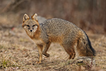 wildlife;Fox;Gray-Fox;Urocyon-cinereoargenteus;Grey;Woods;Easton;NH;D5;2018