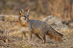 wildlife;Fox;Gray-Fox;Urocyon-cinereoargenteus;Grey;Woods;Easton;NH;D5;2018
