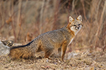 wildlife;Fox;Gray-Fox;Urocyon-cinereoargenteus;Grey;Woods;Easton;NH;D5;2018