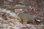 wildlife;Fox;Gray-Fox;Urocyon-cinereoargenteus;Grey;snow;Woods;Easton;NH;D5;2018