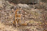 wildlife;Fox;Gray-Fox;Urocyon-cinereoargenteus;Grey;Woods;Easton;NH;D5;2018