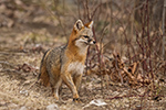 wildlife;Fox;Gray-Fox;Urocyon-cinereoargenteus;Grey;Woods;Easton;NH;D5;2018