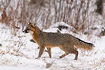 wildlife;Fox;Gray-Fox;Urocyon-cinereoargenteus;Grey;Woods;Snow;Easton;NH;D5;2018