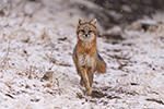 wildlife;Fox;Gray-Fox;Urocyon-cinereoargenteus;Grey;Woods;Snow;Easton;NH;D5;2018