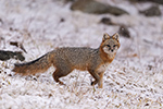 wildlife;Fox;Gray-Fox;Urocyon-cinereoargenteus;Grey;Woods;Snow;Easton;NH;D5;2018