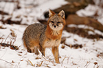 wildlife;Fox;Gray-Fox;Urocyon-cinereoargenteus;Grey;Woods;Snow;Easton;NH;D5;2018