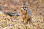 wildlife;Fox;Gray-Fox;Urocyon-cinereoargenteus;Grey;Field;Easton;NH;D5;2018