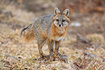 wildlife;Fox;Gray-Fox;Urocyon-cinereoargenteus;Grey;Field;Easton;NH;D5;2018