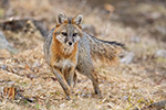 wildlife;Fox;Gray-Fox;Urocyon-cinereoargenteus;Grey;Field;Easton;NH;D5;2018