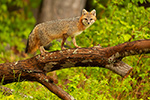 wildlife;Fox;Gray-Fox;Urocyon-cinereoargenteus;Grey;Tree;climb;Easton;NH;D5;2018