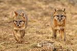 wildlife;Fox;Gray-Fox;Urocyon-cinereoargenteus;Grey;Field;Easton;NH;D5;2018