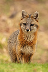 wildlife;Fox;Gray-Fox;Urocyon-cinereoargenteus;Grey;Field;Easton;NH;D850;2018
