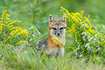 wildlife;Fox;Gray-Fox;Urocyon-cinereoargenteus;Grey;flowers;Easton;NH;D5;2018
