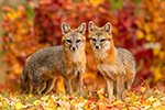 wildlife;Fox;Gray-Fox;Urocyon-cinereoargenteus;Grey;foliage;Easton;NH;D5;2018