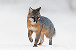 wildlife;Fox;Gray-Fox;Urocyon-cinereoargenteus;Grey;Snow;Easton;NH;D5;2019