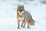 wildlife;Fox;Gray-Fox;Urocyon-cinereoargenteus;Grey;Snow;Easton;NH;D5;2019