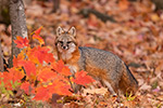 wildlife;Fox;Gray-Fox;Urocyon-cinereoargenteus;Grey;Foliage;maple;Easton;NH;D5;2019