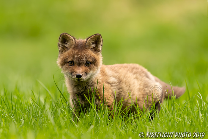 wildlife;Fox;Red Fox;Vulpes vulpes;kit;cub;Red;Grass;Lancaster;NH;D5;2019