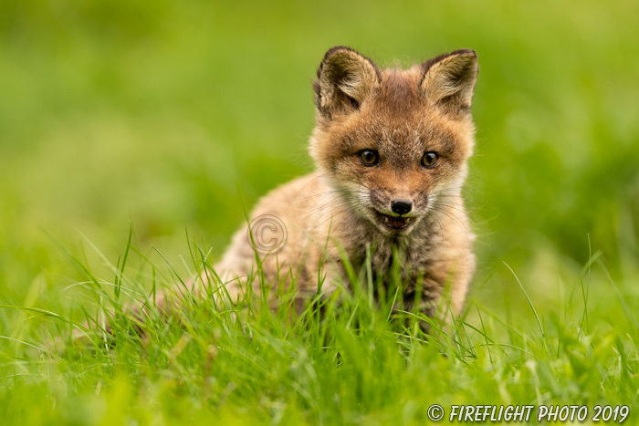 wildlife;Fox;Red Fox;Vulpes vulpes;kit;cub;Red;Grass;Lancaster;NH;D5;2019