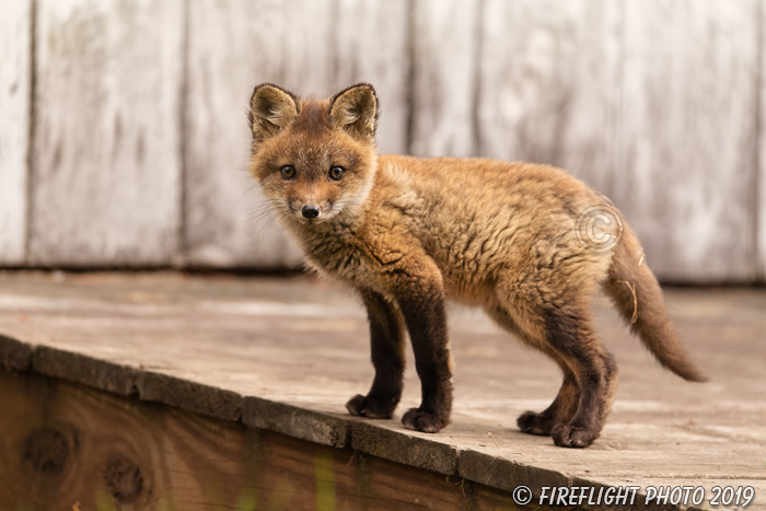 wildlife;Fox;Red Fox;Vulpes vulpes;kit;cub;Red;Shed;Lancaster;NH;D5;2019