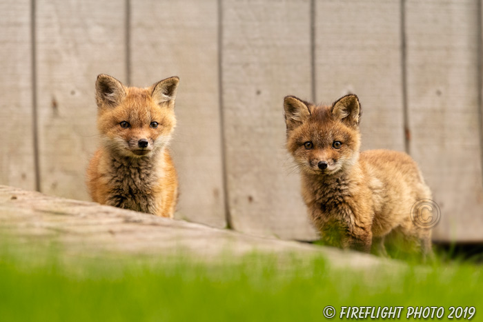wildlife;Fox;Red Fox;Vulpes vulpes;kit;cub;Red;wood;Lancaster;NH;D5;2019