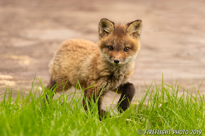 wildlife;Fox;Red Fox;Vulpes vulpes;kit;cub;Red;Grass;Lancaster;NH;D5;2019