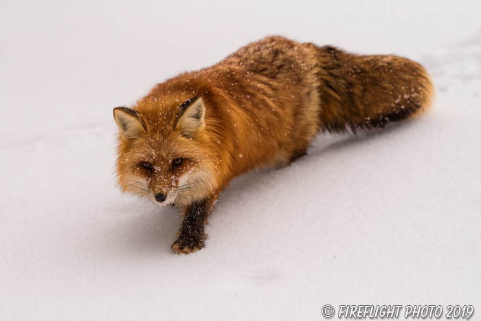 wildlife;Fox;Red Fox;Vulpes vulpes;Adult;Red;Snow;Snowing;Wyoming;WY;D850;2018