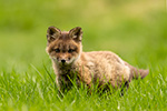 wildlife;Fox;Red-Fox;Vulpes-vulpes;kit;cub;Red;Grass;Lancaster;NH;D5;2019