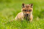 wildlife;Fox;Red-Fox;Vulpes-vulpes;kit;cub;Red;Grass;Lancaster;NH;D5;2019